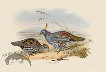 18 Elegant partridge